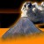 volcanic-ash volcanic-ash